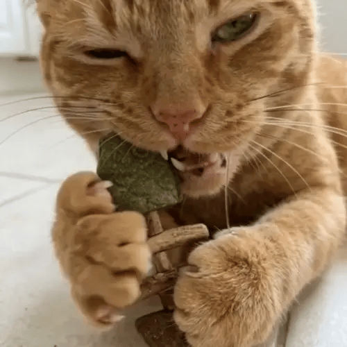 🔥Day Sale 50% OFF🐾-Miracle Cat Dental Chew (100% Natural) - Cleans Teeth & Calms